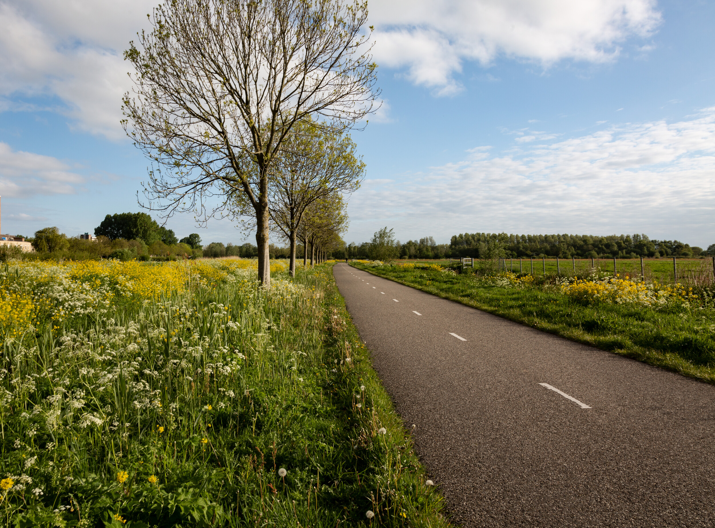 How to work freelance as an expat in the Netherlands