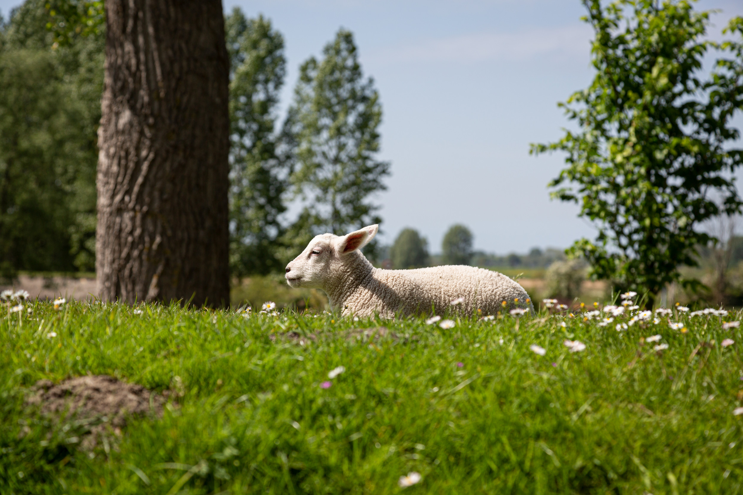 Applying for a work visa or residence permit in the Netherlands
