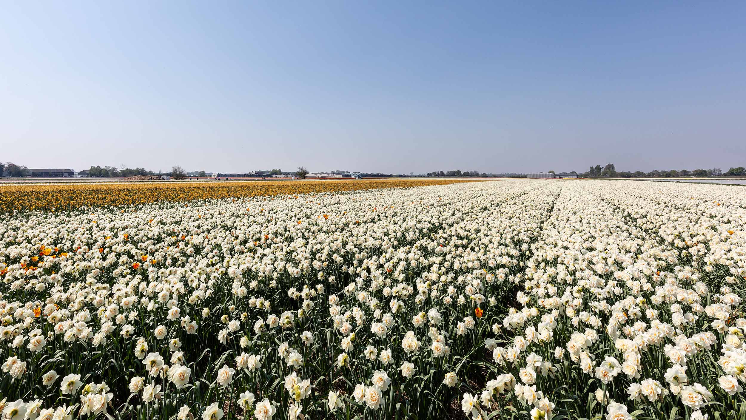 Probation period in the Netherlands