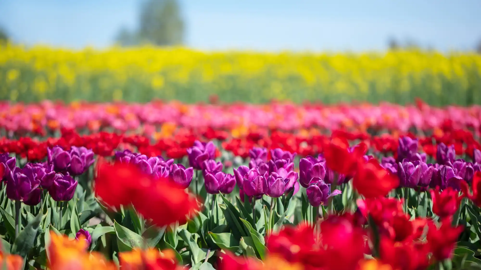 freelance in the Netherlands